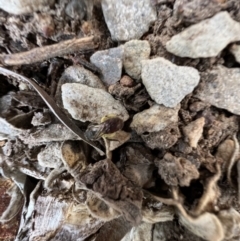 Lasioglossum (Parasphecodes) sp. (genus & subgenus) at Murrumbateman, NSW - 5 Nov 2022 01:35 PM