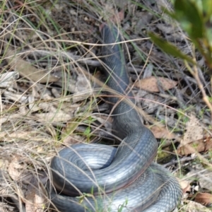 Pseudechis porphyriacus at Mount Fairy, NSW - 2 Nov 2022