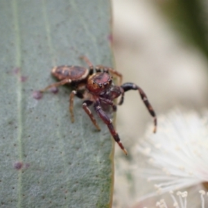 Opisthoncus grassator at Murrumbateman, NSW - 5 Nov 2022