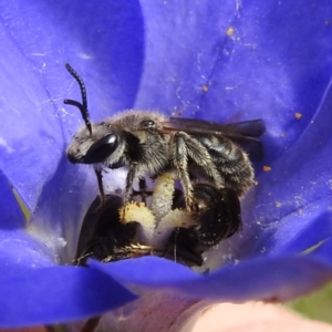 Lasioglossum (Chilalictus) lanarium at Kambah, ACT - 5 Nov 2022