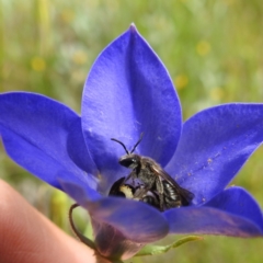 Lasioglossum (Chilalictus) lanarium at Kambah, ACT - 5 Nov 2022