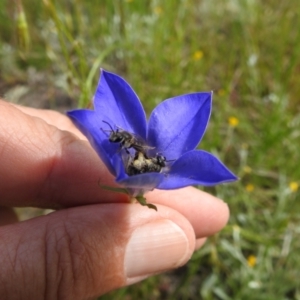 Lasioglossum (Chilalictus) lanarium at Kambah, ACT - 5 Nov 2022