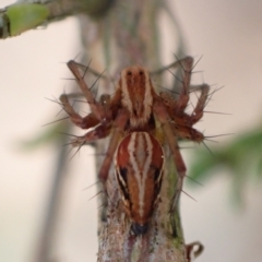 Oxyopes sp. (genus) (Lynx spider) at Murrumbateman, NSW - 5 Nov 2022 by SimoneC