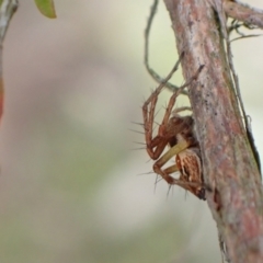 Oxyopes sp. (genus) at Murrumbateman, NSW - 5 Nov 2022 01:23 PM