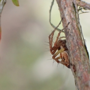 Oxyopes sp. (genus) at Murrumbateman, NSW - 5 Nov 2022