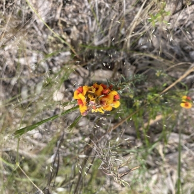 Dillwynia sericea (Egg And Bacon Peas) at Molonglo Valley, ACT - 6 Nov 2022 by teeniiee