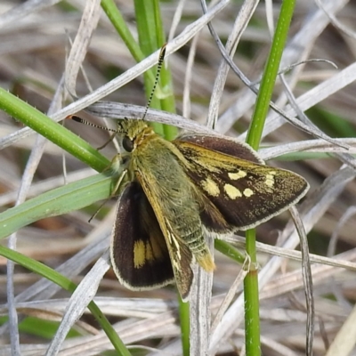Trapezites luteus (Yellow Ochre, Rare White-spot Skipper) at Kambah, ACT - 5 Nov 2022 by HelenCross