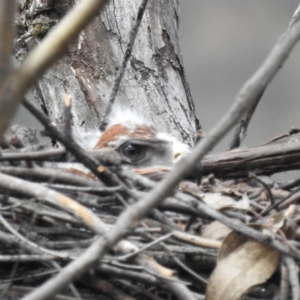 Aquila audax at Kambah, ACT - 5 Nov 2022 11:31 AM