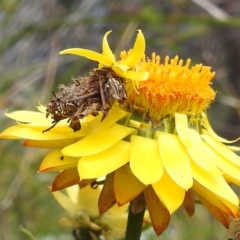 Heliocosma (genus - immature) (A tortrix or leafroller moth) at McQuoids Hill - 5 Nov 2022 by HelenCross