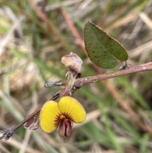 Bossiaea prostrata at Collector, NSW - 6 Nov 2022