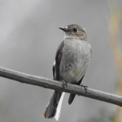 Petroica phoenicea at Rendezvous Creek, ACT - 6 Nov 2022