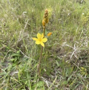 Bulbine bulbosa at Collector, NSW - 6 Nov 2022