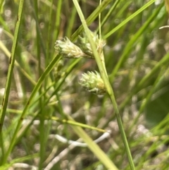 Carex inversa (Knob Sedge) at Collector, NSW - 6 Nov 2022 by JaneR