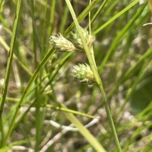 Carex inversa at Collector, NSW - 6 Nov 2022 02:24 PM