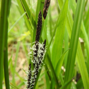 Carex gaudichaudiana at Rendezvous Creek, ACT - 6 Nov 2022 02:01 PM