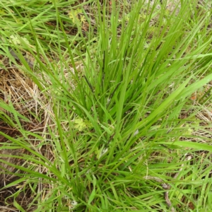 Carex gaudichaudiana at Rendezvous Creek, ACT - 6 Nov 2022 02:01 PM