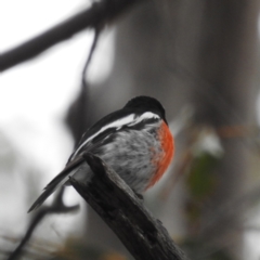 Petroica boodang (Scarlet Robin) at Namadgi National Park - 6 Nov 2022 by HelenCross