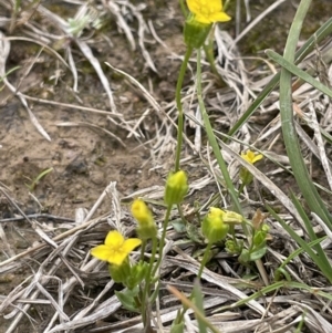 Cicendia quadrangularis at Collector, NSW - 6 Nov 2022