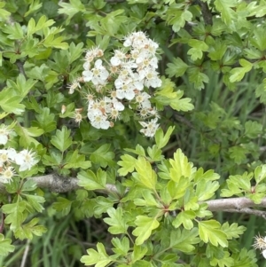 Crataegus monogyna at Collector, NSW - 6 Nov 2022 01:01 PM