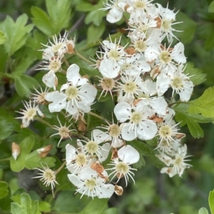 Crataegus monogyna at Collector, NSW - 6 Nov 2022 01:01 PM