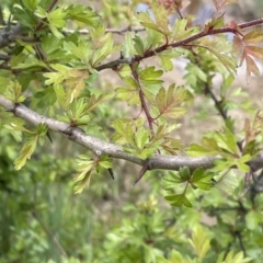 Crataegus monogyna at Collector, NSW - 6 Nov 2022 01:01 PM