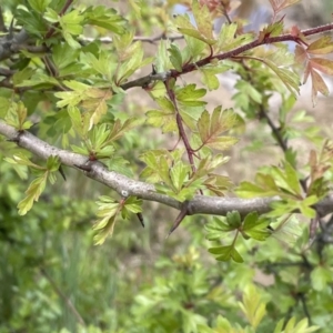 Crataegus monogyna at Collector, NSW - 6 Nov 2022 01:01 PM