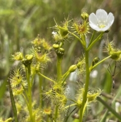 Drosera gunniana (Pale Sundew) at Collector, NSW - 6 Nov 2022 by JaneR