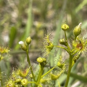 Drosera gunniana at Collector, NSW - 6 Nov 2022