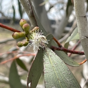 Eucalyptus pauciflora subsp. pauciflora at Collector, NSW - 6 Nov 2022