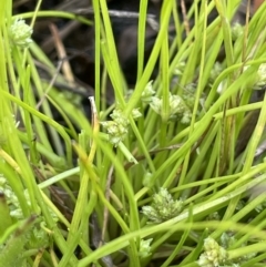 Isolepis gaudichaudiana (Benambra Club-sedge) at Collector, NSW - 6 Nov 2022 by JaneR