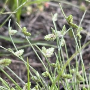 Isolepis levynsiana at Collector, NSW - 6 Nov 2022