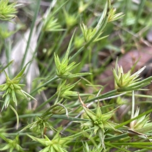 Juncus capitatus at Collector, NSW - 6 Nov 2022