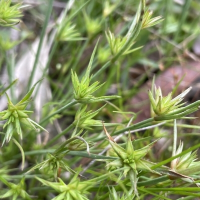 Juncus capitatus (Dwarf Rush) at Collector, NSW - 6 Nov 2022 by JaneR