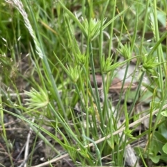 Juncus capitatus at Collector, NSW - 6 Nov 2022 03:16 PM