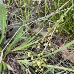 Lomandra filiformis subsp. coriacea (Wattle Matrush) at Collector, NSW - 6 Nov 2022 by JaneR