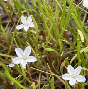 Montia australasica at Collector, NSW - 6 Nov 2022