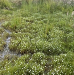 Montia australasica at Collector, NSW - 6 Nov 2022