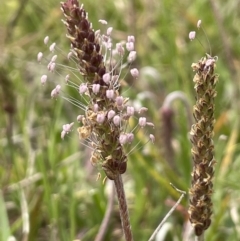 Plantago coronopus (Buck's-Horn Plantain) at Collector TSR - 6 Nov 2022 by JaneR