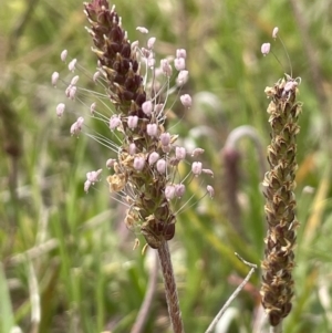 Plantago coronopus at Collector, NSW - 6 Nov 2022