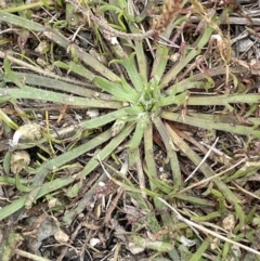 Plantago coronopus at Collector, NSW - 6 Nov 2022