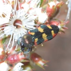 Castiarina sexplagiata (Jewel beetle) at Moollattoo, NSW - 5 Nov 2022 by Harrisi