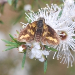 Unidentified Skipper (Hesperiidae) at Moollattoo, NSW - 5 Nov 2022 by Harrisi