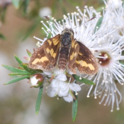 Unverified Skipper (Hesperiidae) at Moollattoo, NSW - 5 Nov 2022 by Harrisi
