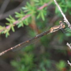 Austrolestes leda (Wandering Ringtail) at Kangaroo Valley, NSW - 5 Nov 2022 by Harrisi