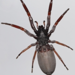 Lampona cylindrata at Evatt, ACT - 5 Nov 2022 03:06 PM