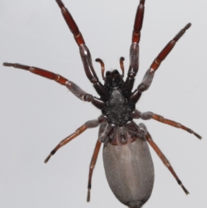 Lampona cylindrata at Evatt, ACT - 5 Nov 2022 03:06 PM