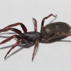 Lampona cylindrata at Evatt, ACT - 5 Nov 2022