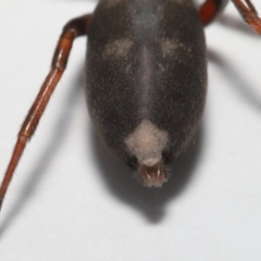 Lampona cylindrata at Evatt, ACT - 5 Nov 2022 03:06 PM