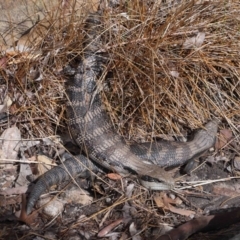 Tiliqua scincoides scincoides (Eastern Blue-tongue) at Acton, ACT - 5 Nov 2022 by TimL