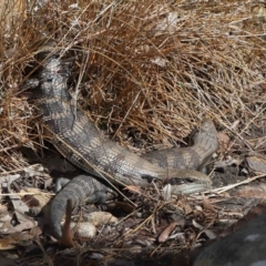 Tiliqua scincoides scincoides at Acton, ACT - 6 Nov 2022